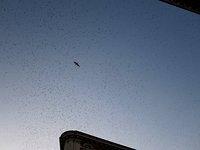 IMG 0165